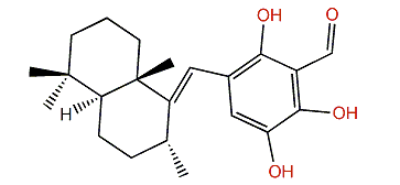 Siphonodictyal B